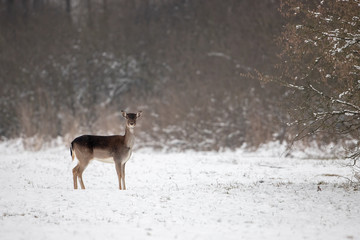 Fallow deer, dama dama, doe on snow in winter with space for copy. Female deer on cold weather. Minimalism composition of animal in nature.