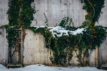 Green plan with sno on it hanging on a fence. Snow covered fence. Concrete wall. 