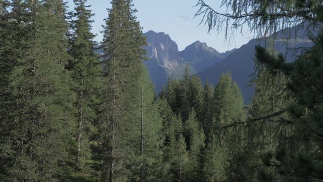 View of trees and mountains leading to Castello di Andraz, Province of Belluno, Italian Dolomites, Italy, Europe