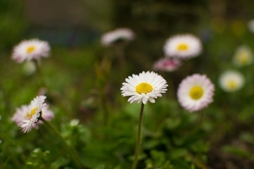 Obraz premium Daisy flowers in early spring on green meadow