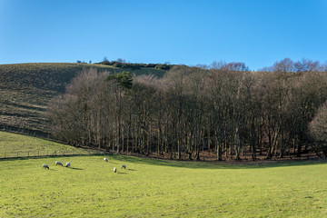 Countryside around Folkington in East Sussex