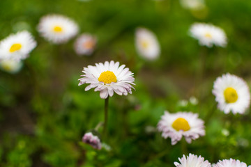 Fototapeta premium Daisy flowers in early spring on green meadow