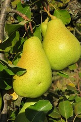 Pears grow on a tree in fruit garden, closeup