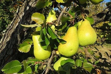 Pears growing on tree in fruit garden, closeup