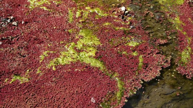 colorful red azolla floating of the river