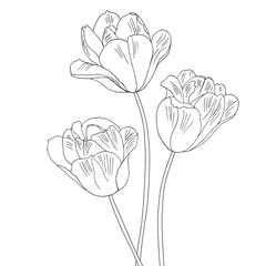 Tulips. Hand drawn vector illustration. Monochrome black and white ink sketch. Line art. Isolated on white background. Coloring page