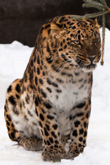 Fototapeta premium Far Eastern leopard is walking in the snow. powerful animal.