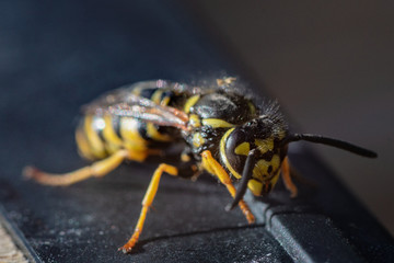Close up of a wasp in sunlight
