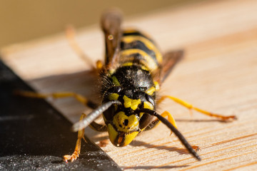 Extreme front view close up of a wasp in sunlight