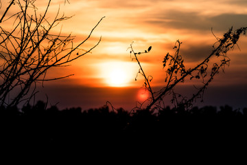 Fototapeta na wymiar Dry Tree With No Leaves in Winter against orange sunset sunrise sky beautiful Landscape background