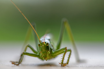 Low angle front closeup portrait of a great green bush cricket with soft background