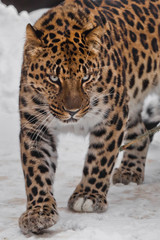 The animal angrily looks at you face close-up. Far Eastern leopard is walking in the snow.  powerful animal.