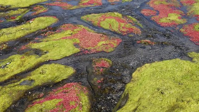 colorful red azolla floating of the river