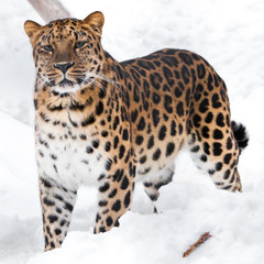 A big cat is watching you, on a white background.Red-headed Far Eastern leopard is a powerful predatory beast against the white snow.