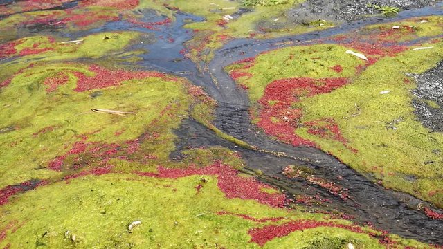 colorful red azolla floating of the river
