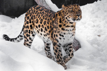 Leopard sniffs. Red-headed Far Eastern leopard is a powerful predatory beast against the white snow.