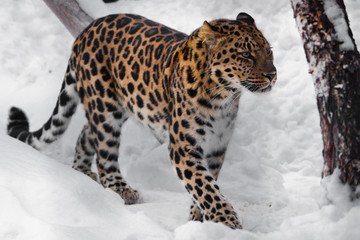 Leopard is coming, he is unhappy. Red-headed Far Eastern leopard is a powerful predatory beast against the white snow.