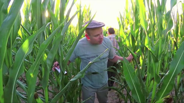 Farmer Walking Through Cornfield And Examining A Plant Towards Camera