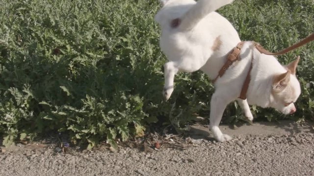 A small dog walking and urinating on the street