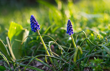 Beautiful blue hyacinth flower in garden in early spring