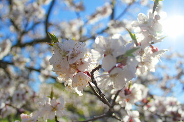 cherry blossom in spring