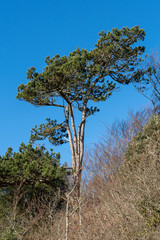 Pine tree in winter against a brilliant blue sky