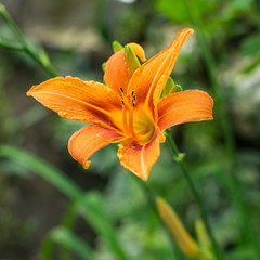 Orange Lillie in garden in spring