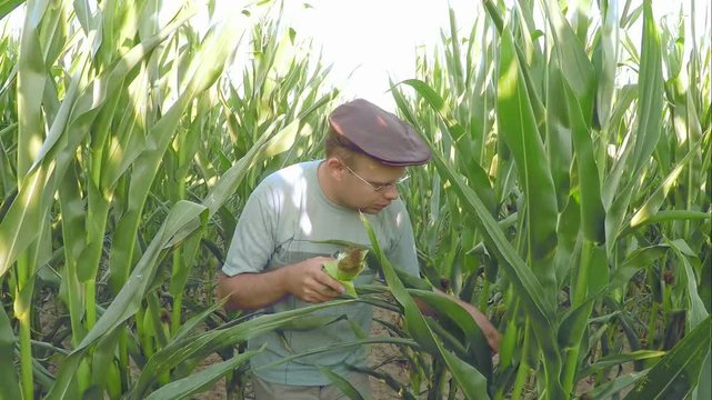 Farmer Walking Through Cornfield And Examining A Plant Towards Camera