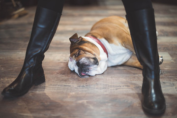 Bouledogue anglais et sa maîtresse