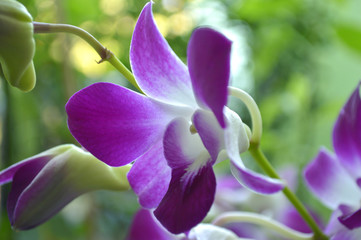 Naklejka na ściany i meble Purple dendrobium orchid from central of Thailand