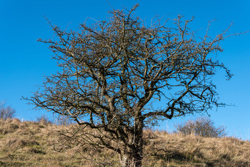 Hawthorn tree in winter against a brilliant blue sky