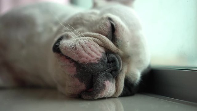 Close-up face of Cute French bulldog sleeping on the floor.