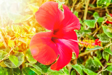 Beautiful flowers on the sea background