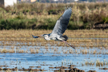 A heron hunting and flying in the lagoon. Adult grey heron (ardea cinerea) on the hunt in natural park of Albufera, Valencia, Spain. Natural portrait and nature background