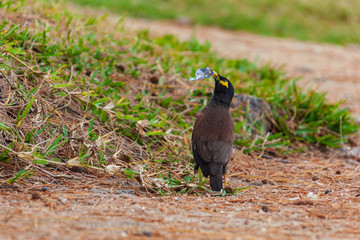 Common hill myna (Gracula religiosa) looks for leftovers in plastic packing on Mauritius island