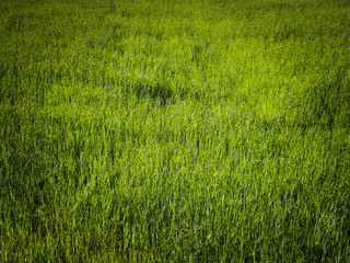Obraz premium Green grass as background.