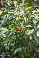 Naranja en un naranjo
