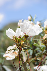 Jara pringosa Flor blanca