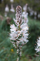 Asfodelus silvestre flor blanca