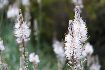 Asfodelus silvestre flor blanca