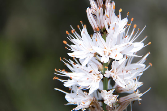 Asfodelus silvestre flor blanca