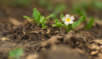 Primrose flowers in early spring