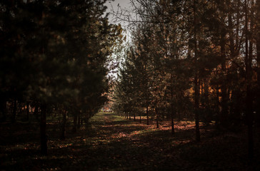 tree in the park