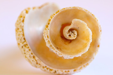 Nahaufnahme Muschel Spirale