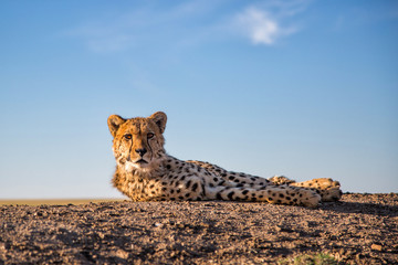 cheetah in Tiger Canyon game reserve on a dike at a waterhole in South Africa - obrazy, fototapety, plakaty