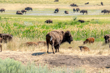 Naklejka na ściany i meble Wild bison at Antelope Island State Park, just outside of Salt Lake City Utah