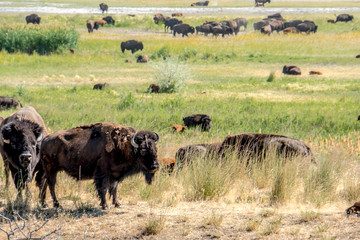 Wild bison at Antelope Island State Park, just outside of Salt Lake City Utah