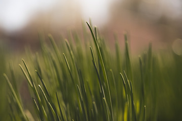 green grass on a background