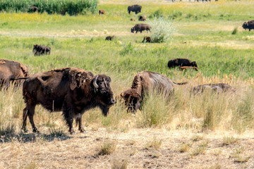 Wild bison at Antelope Island State Park, just outside of Salt Lake City Utah