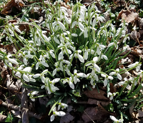 Snowdrops blooming in spring
